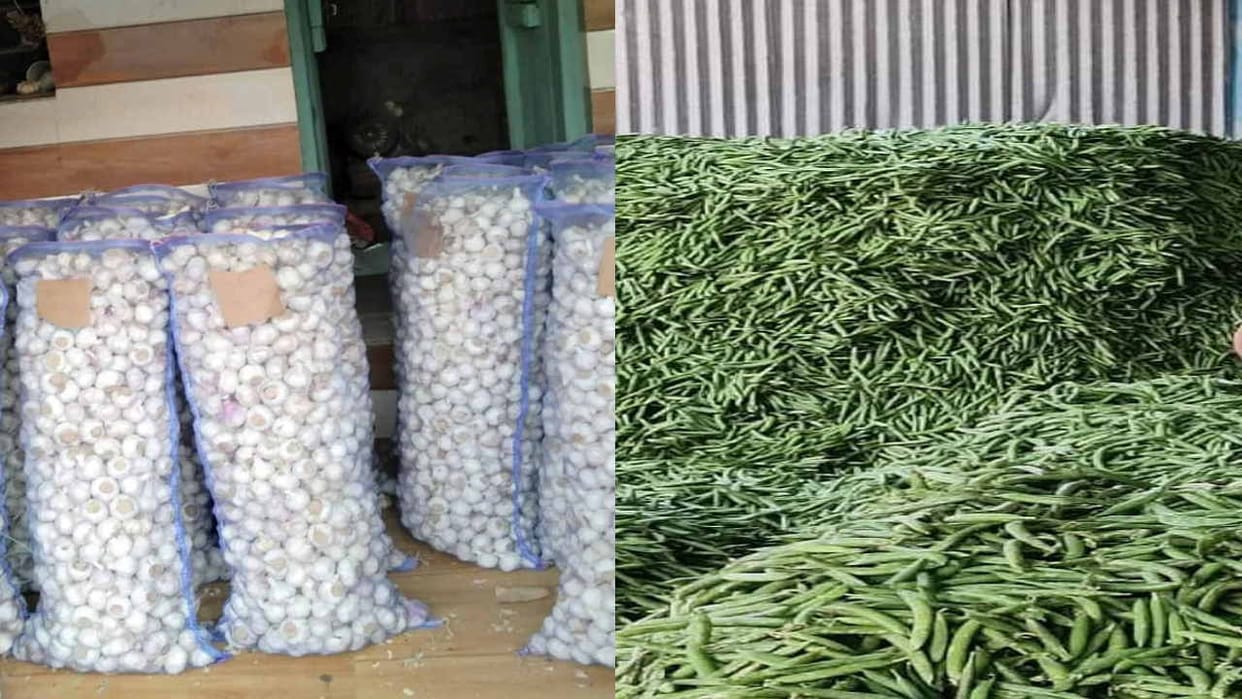 Agriculture: Himachal's garlic shines again, Lahaul's peas are being sold at Rs 180 per kg as soon as it reach