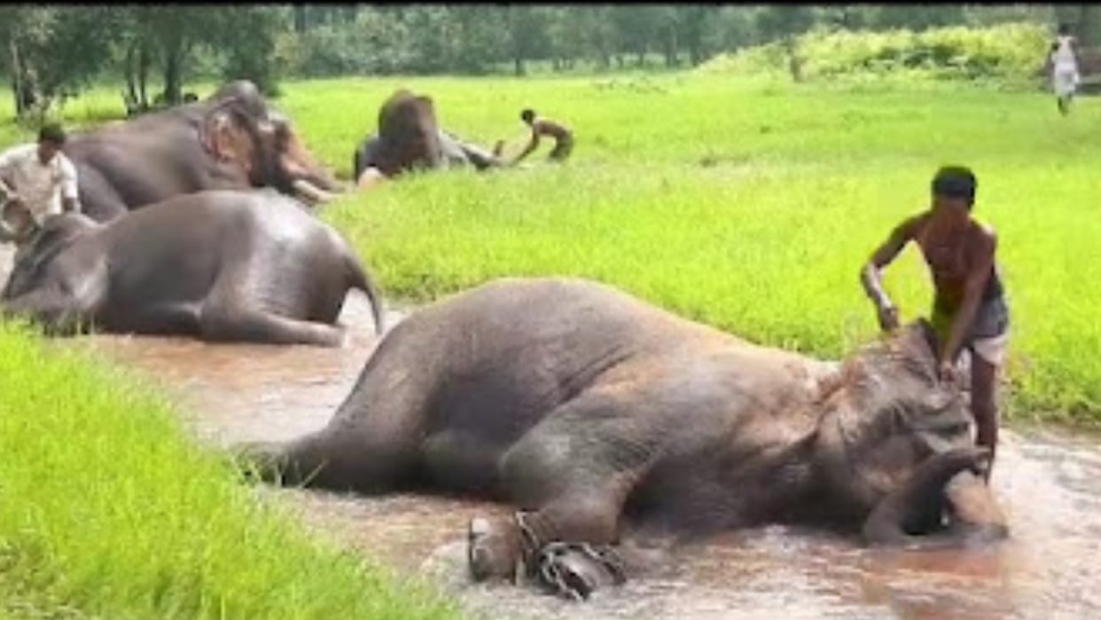 Umaria:  Gajraj Mahotsav begins in Bandhavgarh Tiger Reserve favorite food of elephants being served in food