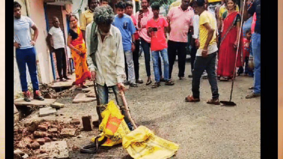 young man caught the cobra snake video