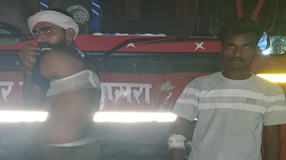 Attack on Municipal Corporation team workers had gone to catch cattle in Bodla beaten severely