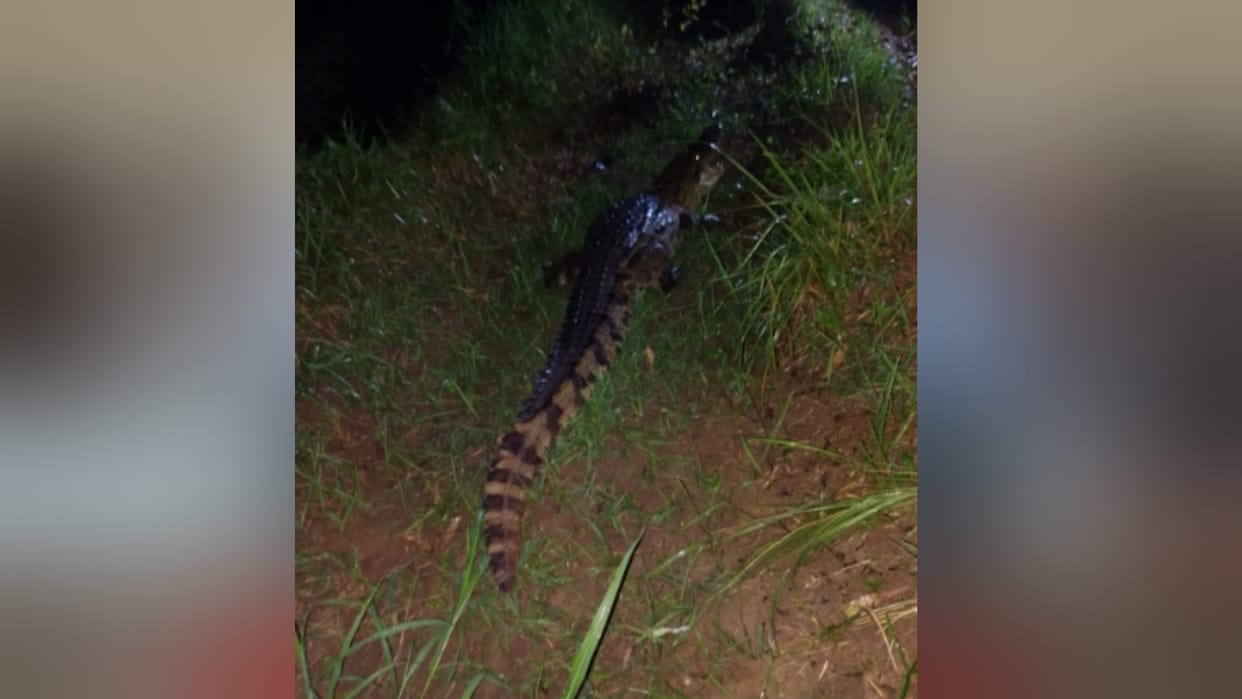 Crocodile has reached among population out of pond in Bijnor