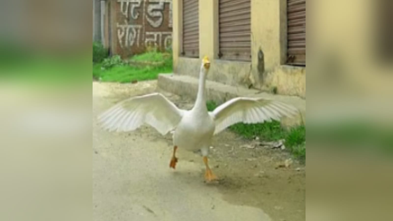 unique friendship story of human and duck, Dayaram and Badal understand only love language in Muzaffarnagr UP