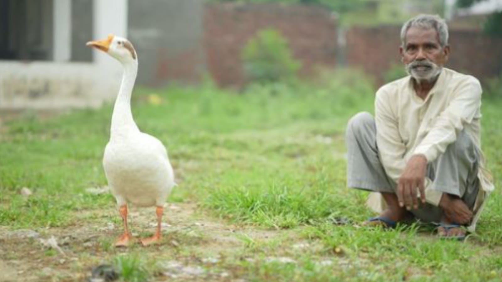 unique friendship story of human and duck, Dayaram and Badal understand only love language in Muzaffarnagr UP