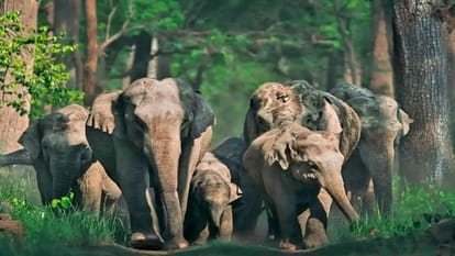six elephants reached Kishanpur Sanctuary of Lakhimpur kheri from Nepal