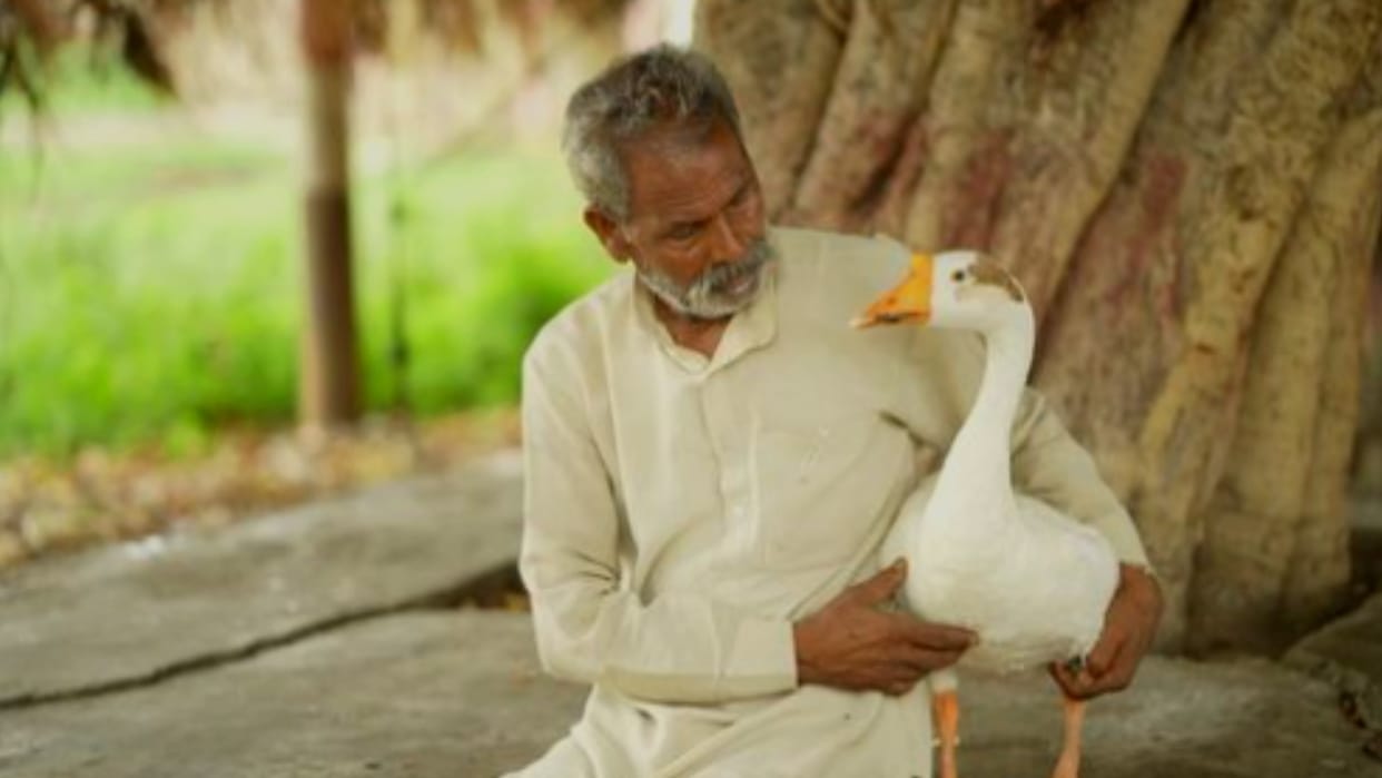unique friendship story of human and duck, Dayaram and Badal understand only love language in Muzaffarnagr UP