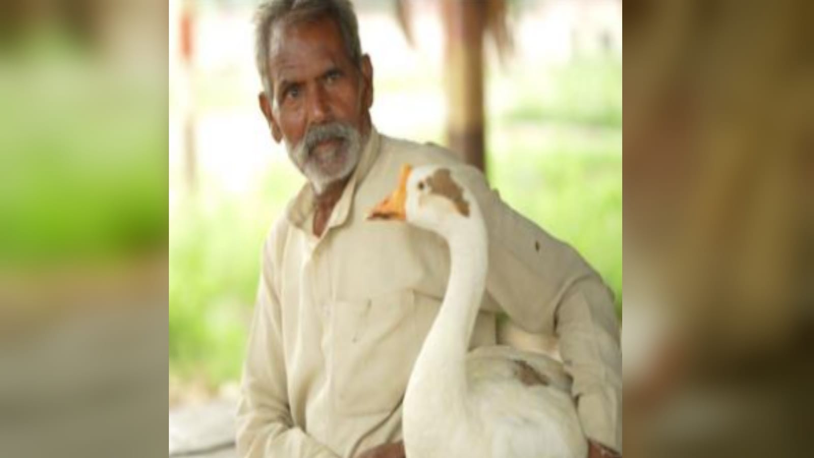 unique friendship story of human and duck, Dayaram and Badal understand only love language in Muzaffarnagr UP