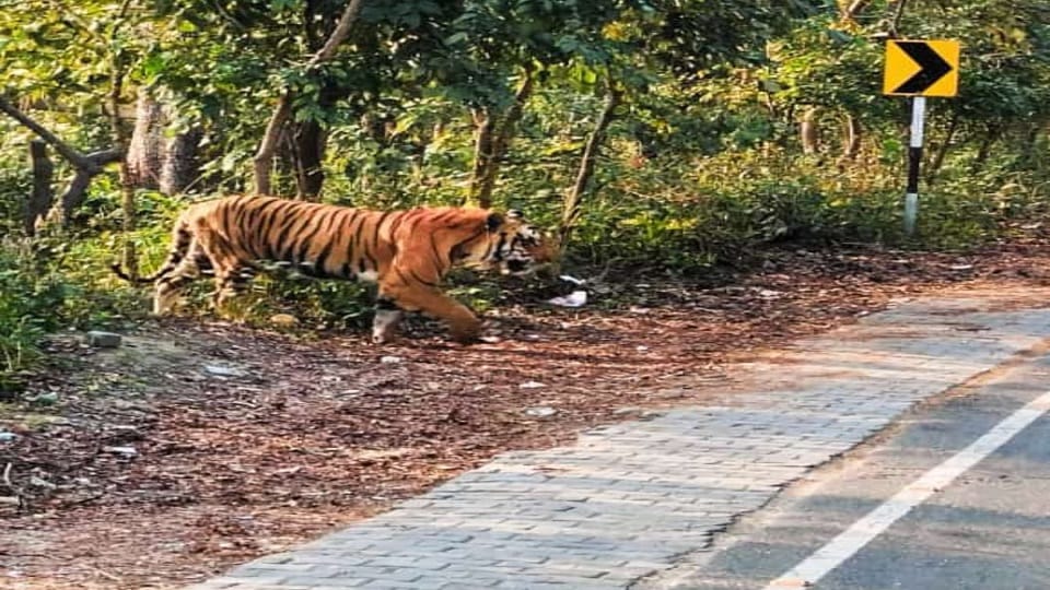 tiger suddenly came out on forest road in Pilibhit
