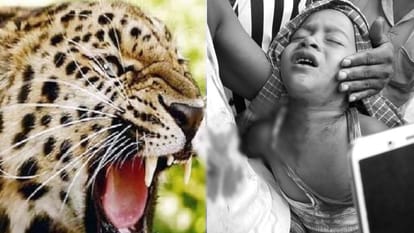 Leopard attacks three year old child in front of father in Pilibhit