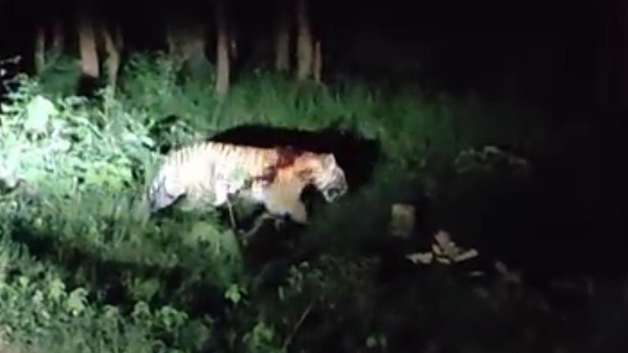 Umaria News: Tiger seen crossing Manpur forest in Bandhavgarh Tiger Reserve, video went viral