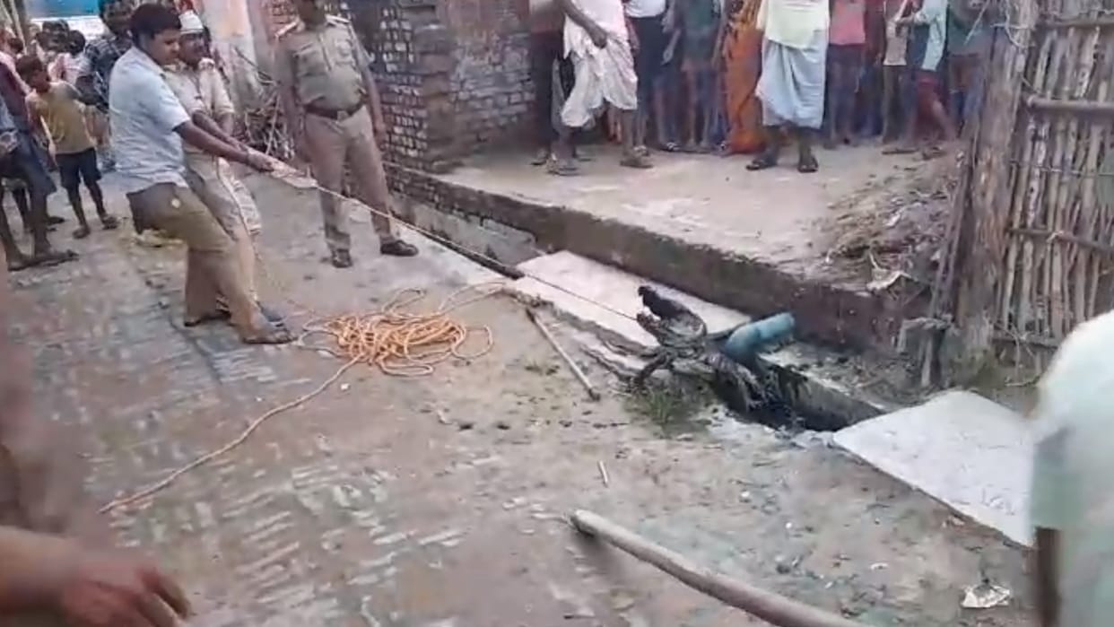 A crocodile found in a village of Katarniaghat in Bahraich.