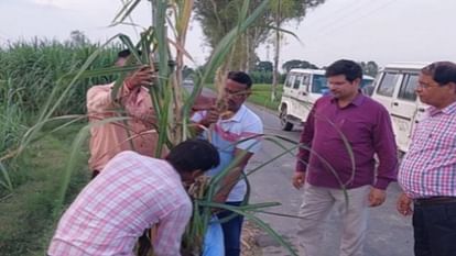 Danger to sugarcane crop increases due to red rot disease in Charthawal area