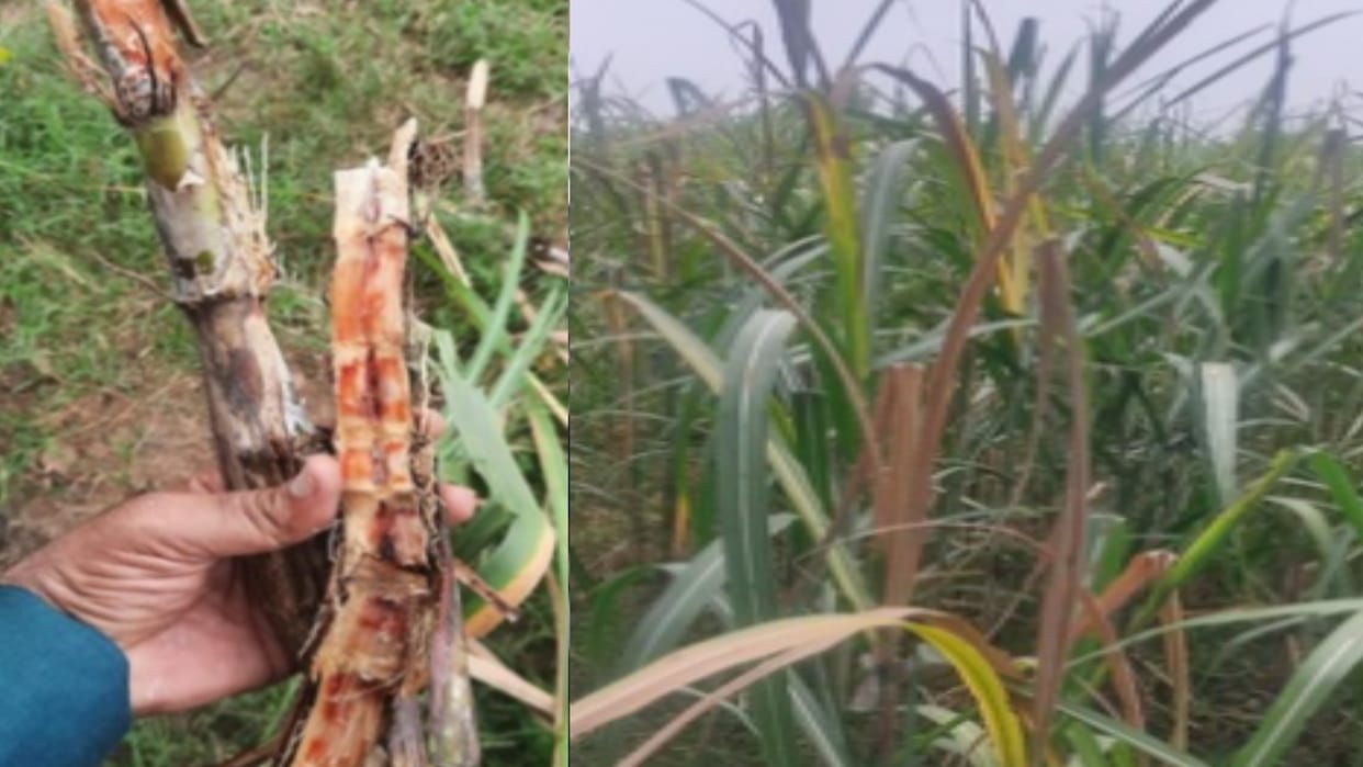 Danger to sugarcane crop increases due to red rot disease in Charthawal area