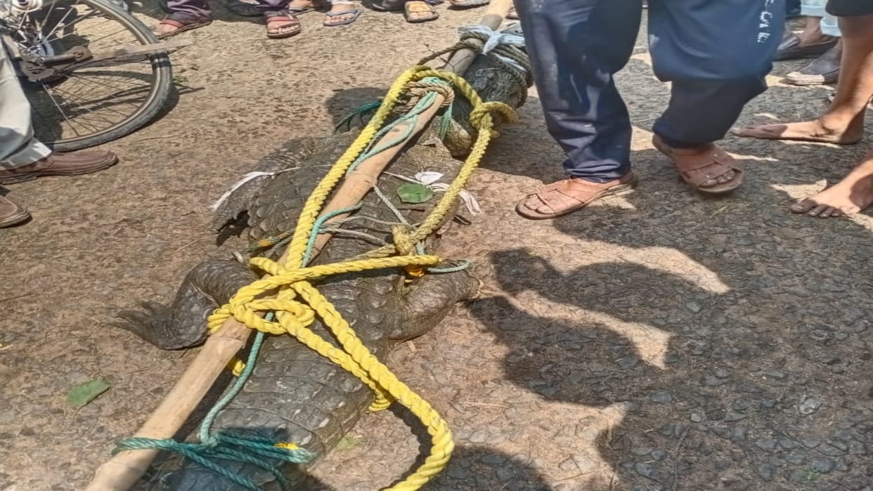 Sagar News Nine feet long crocodile fell into well forest department rescued it and took it out