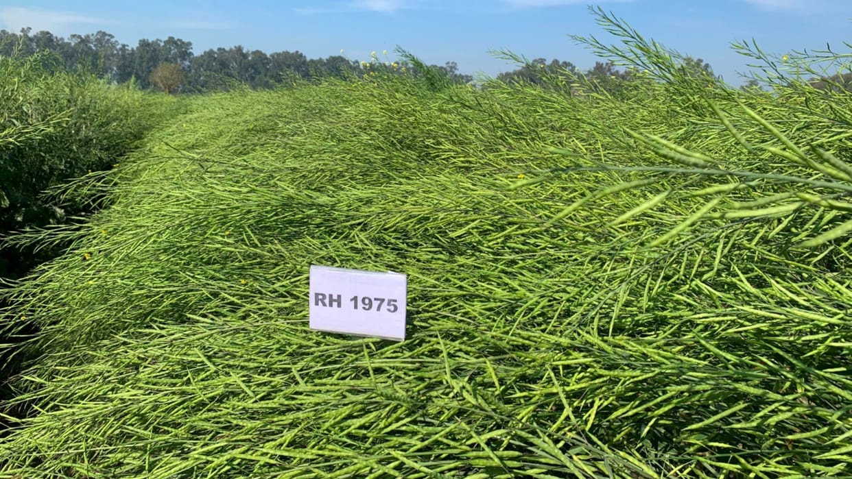Haryana Agricultural University developed another new mustard variety RH 1975