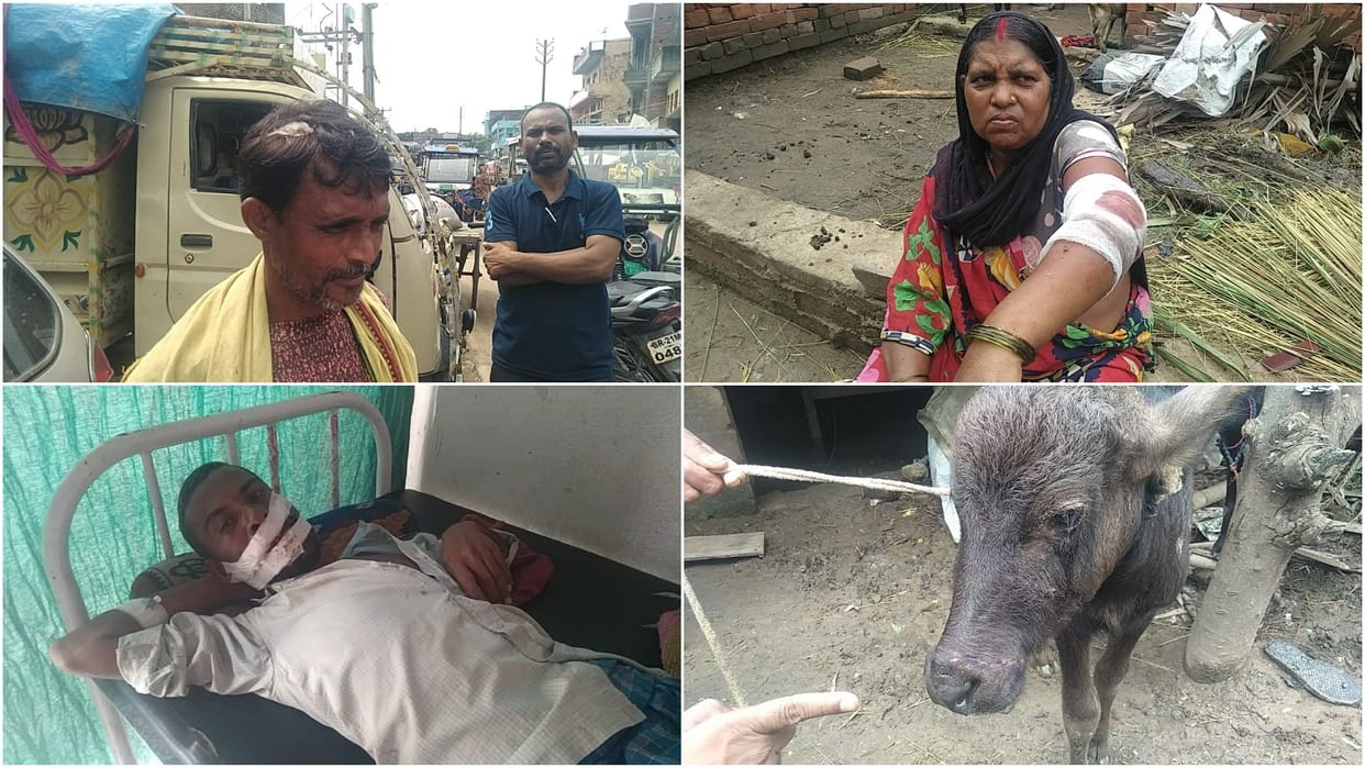 Wild animals created havoc in Rahui of Nalanda; 6 people bitten overnight, cattle also attacked, panic