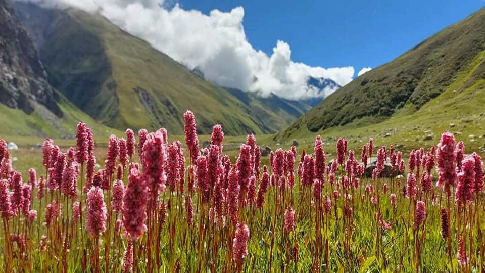 Uttarakhand Tourism Flowers Bloom on Harshil Kyarkoti Trek Beautiful Photos