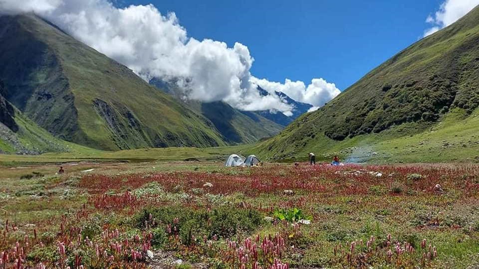 Uttarakhand Tourism Flowers Bloom on Harshil Kyarkoti Trek Beautiful Photos