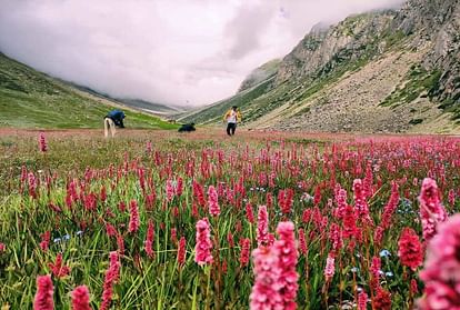 Uttarakhand Tourism Flowers Bloom on Harshil Kyarkoti Trek Beautiful Photos