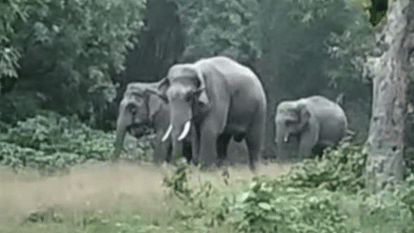Pilibhit News Nepali elephants crush three farmers and one death
