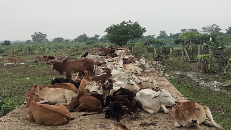 The system is giving painful death to cows in Janjgir Champa