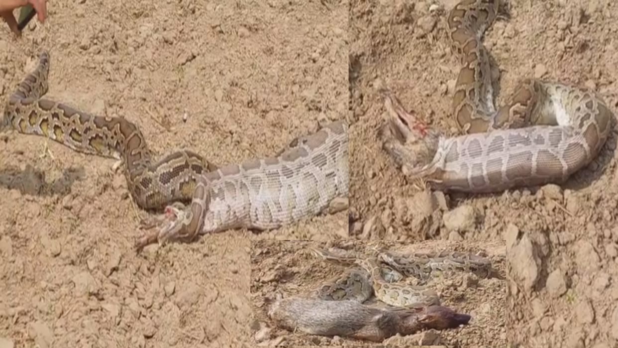 Python snake swallowed jackal, then took it out of mouth and villagers were shocked