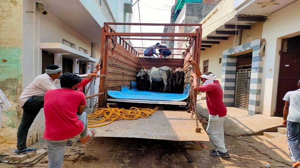 Hisar Municipal Corporation takes action on illegal cattle enclosures, Captured cows and sent to cow sanctuary