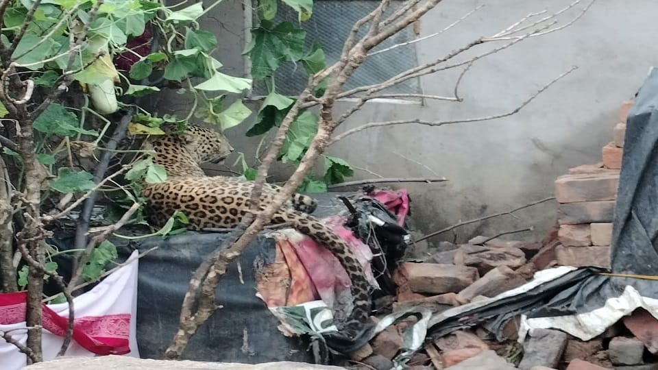 Leopard dies in Kanker Trapped in iron wire while hunting