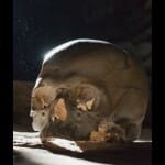 human skull
