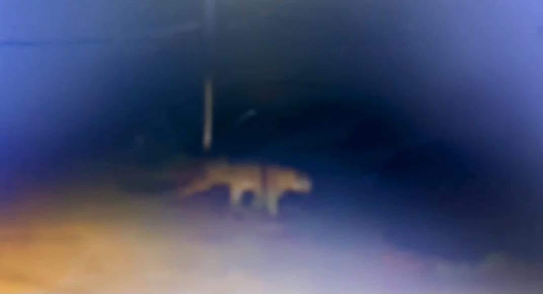 Dehradun News Leopard seen inside Jolly Grant Airport premises ate two cows at midnight