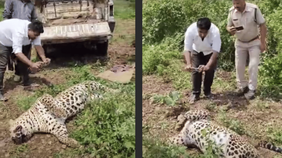 Leopard found dead in Mhow many serious wounds found on the body
