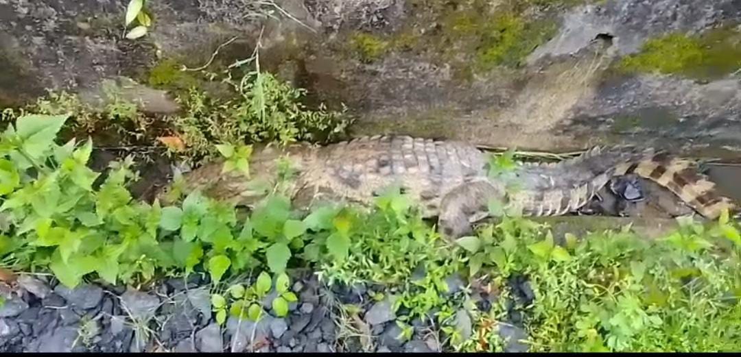 Crocodile near Sanjay Gandhi Thermal Power Station In Umaria District Madhya Pradesh