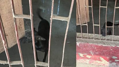 teachers locked dog in room In Agra then locked school and went home