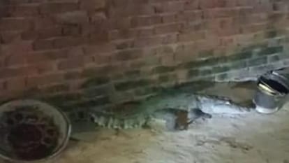 किसान के घर में घुस आया मगरमच्छ