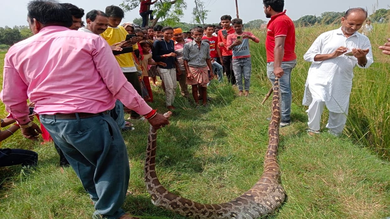 Python swallows Vanrose's baby, villagers get scared, forest workers catch him