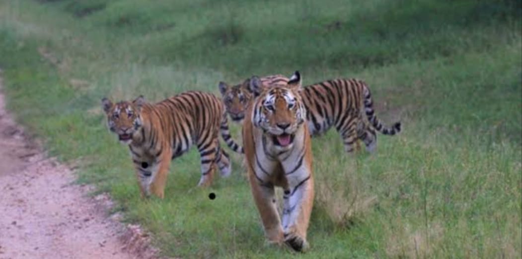 Damoh Not a single village of Damoh will be displaced in Tiger River being built by merging Nauradehi and Durg