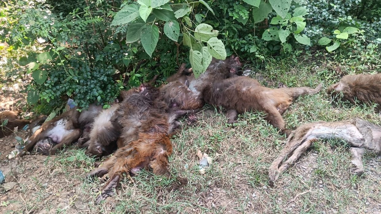 Dehradun News 16 monkeys found dead in suspicious condition in  forest of Mani Mai Temple