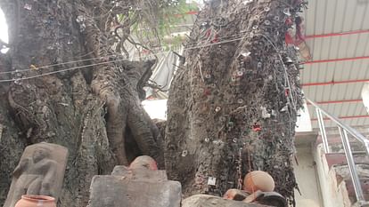 pishach Mochan Kund Why do people stick coins on this tree, what is the belief regarding Tripindi Shraddha?