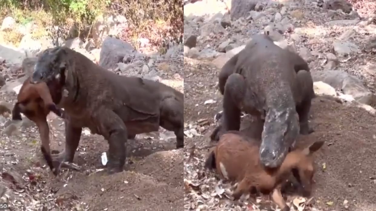 Trending komodo dragon swallows goat in one bite wildlife viral video