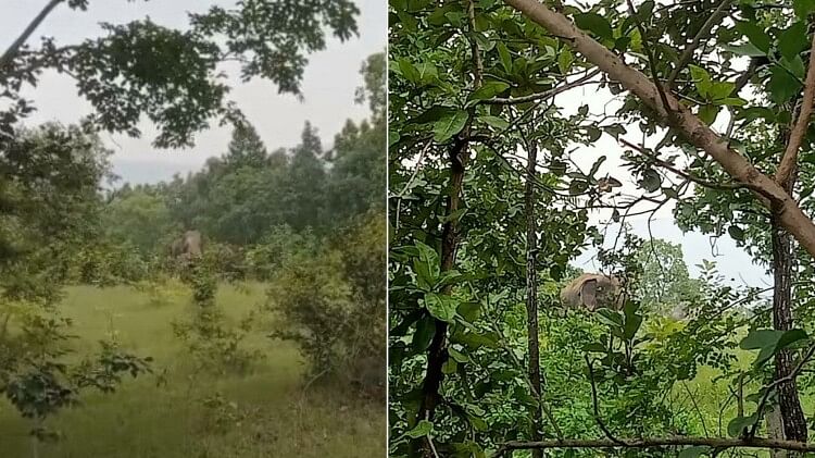 कोदवार के जंगल में दो हाथी नजर आने से आसपास के गांव के लोग दहशत में हैं
