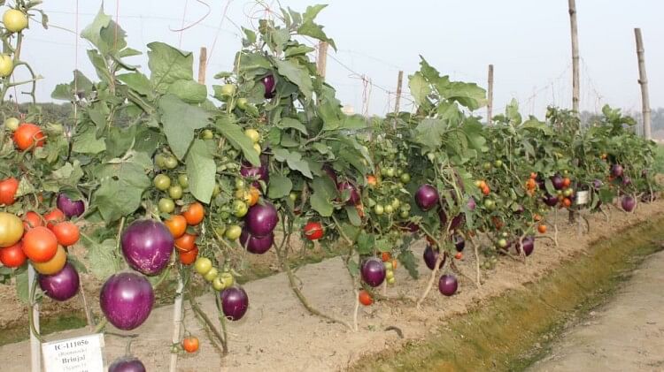 Brinjal, tomato and chilli will grow in the same plant. Indian Vegetable Research Institute is doing research