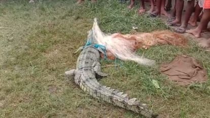 Bihar News: सीवान के मैरवा प्रखंड में मिला 10 फीट लंबा मगरमच्छ, गांव में दहशत का माहौल Bihar News 10 feet long crocodile found in Mairwa block of Siwan