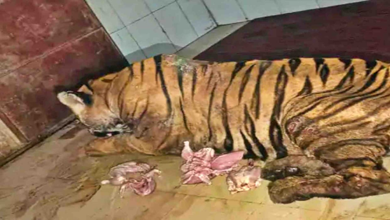 Bandhavgarh's injured tiger comes to Mukundpur White Tiger Safari