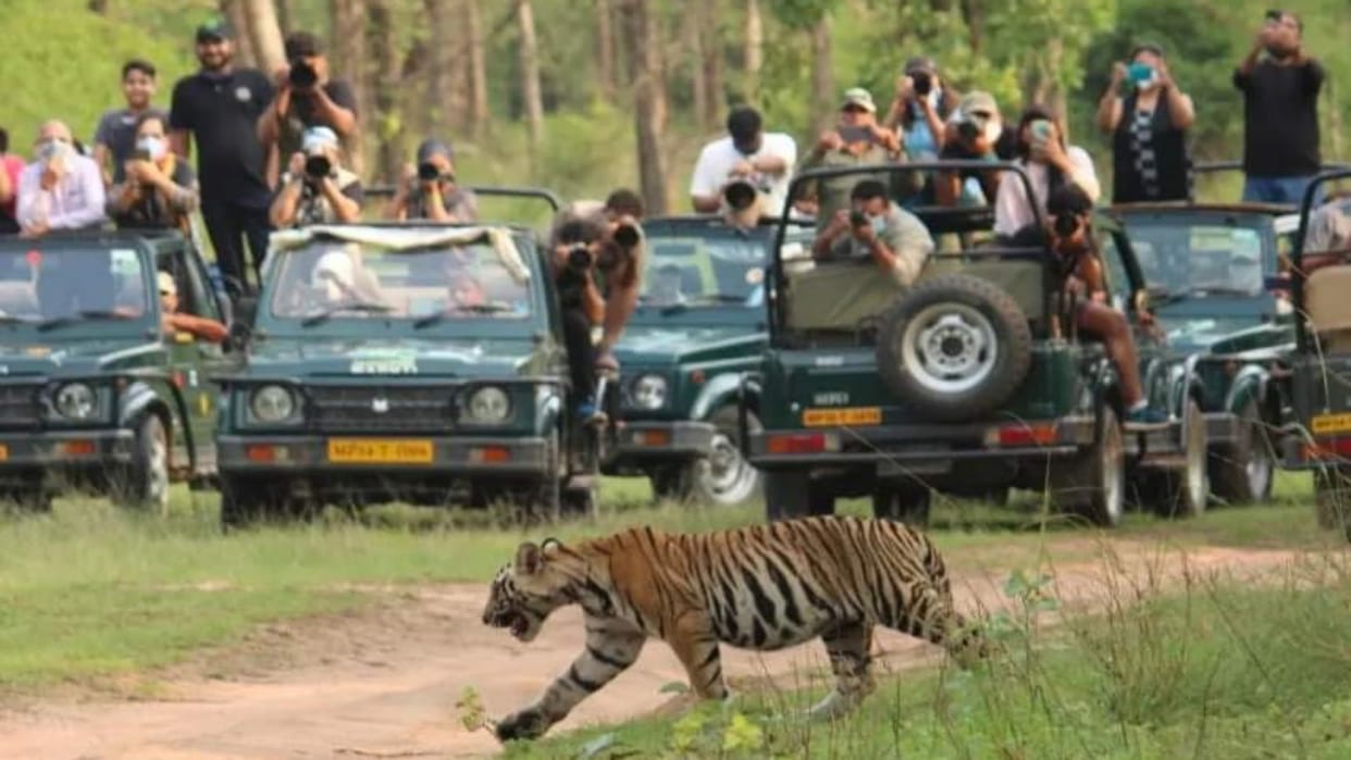 Online booking of Bandhavgarh Tiger Reserve is full for the month; Registration fees may increase