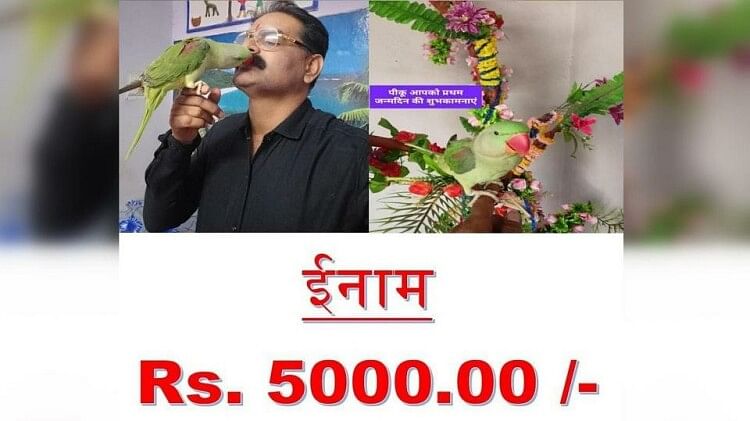 Kawardha: पीकू नाम का तोता हुआ गुम, मालिक ने पांच हजार रुपये इनाम की घोषणा की; जगह-जगह लगाए पोस्टर