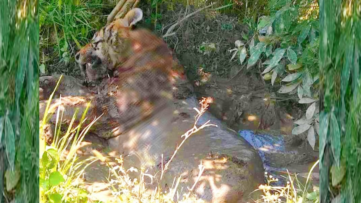 A Tiger died in katarniaghat in Bahraich.