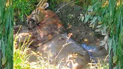Bahraich:शिकार करने के बाद घायल बाघ की इलाज के दौरान मौत, Video में लड़खड़ाता हुआ नजर आया – A Tiger Died In Katarniaghat In Bahraich.