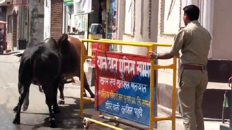 Chandausi: Fierce fight between bulls, even police personnel could not separate them