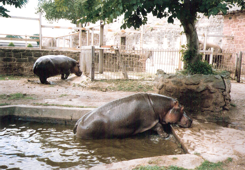 Lucknow Zoo: Hippos eat food worth four thousand every day