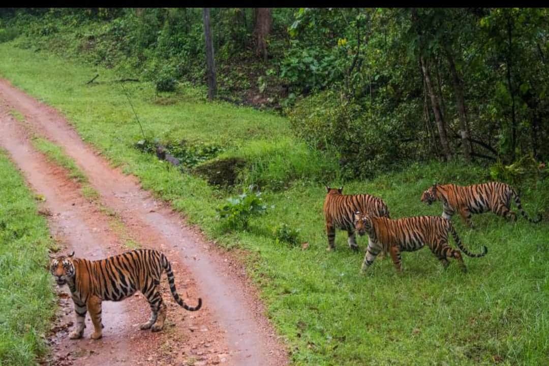 Nauradehi Sanctuary: Tigers started being seen in Nauradehi from today, tourists were waiting for three months