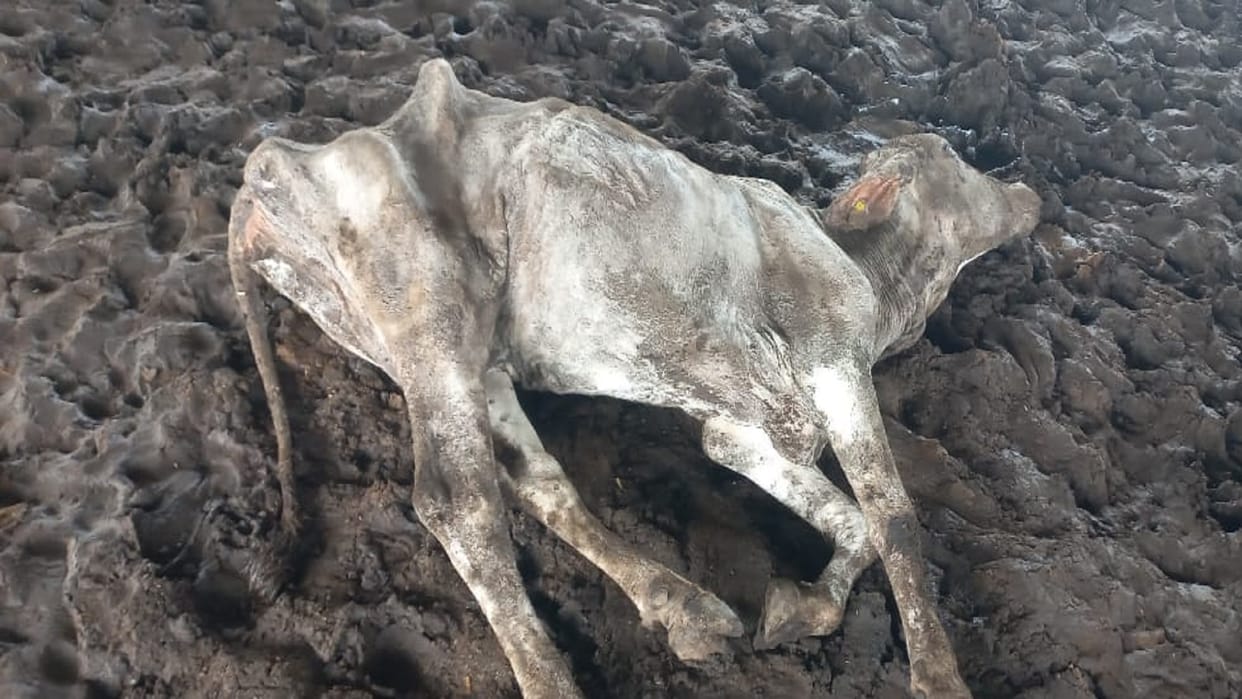 CG: 6 cows died due to hunger and thirst, said Former minister rajesh Munat